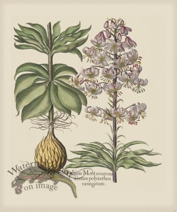 Besler 184 Colored B2